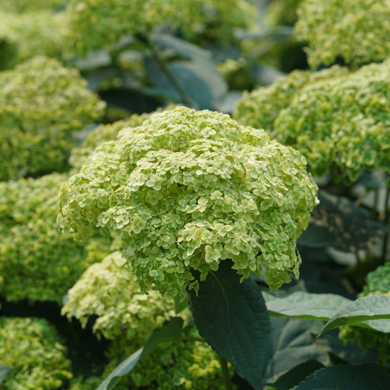 Large lime green hydrangea flower head